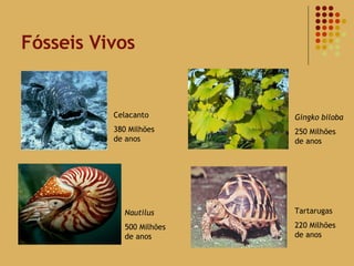 Fósseis Vivos Celacanto 380 Milhões de anos Nautilus 500 Milhões de anos Gingko biloba 250 Milhões de anos Tartarugas 220 Milhões de anos 