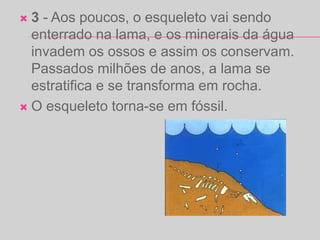  3 - Aos poucos, o esqueleto vai sendo
enterrado na lama, e os minerais da água
invadem os ossos e assim os conservam.
Passados milhões de anos, a lama se
estratifica e se transforma em rocha.
 O esqueleto torna-se em fóssil.
 