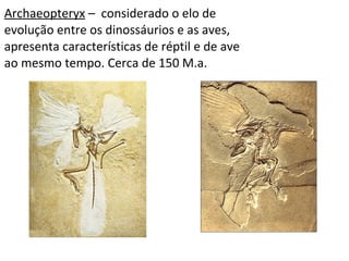 Archaeopteryx – considerado o elo de 
evolução entre os dinossáurios e as aves, 
apresenta características de réptil e de ave 
ao mesmo tempo. Cerca de 150 M.a. 
 