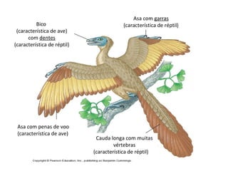 Bico 
(característica de ave) 
com dentes 
(característica de réptil) 
Asa com garras 
(característica de réptil) 
Cauda longa com muitas 
vértebras 
(característica de réptil) 
Asa com penas de voo 
(característica de ave) 
Asa com penas de voo 
(característica de ave) 
 