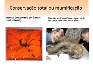 CCoonnsseerrvvaaççããoo ttoottaall oouu mmuummiiffiiccaaççããoo 
Insecto preservado em âmbar 
(resina fóssil) 
Mamute bebé mumificado: conservação 
dos ossos, músculos, pele e pêlos 
 
