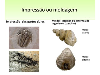 IImmpprreessssããoo oouu mmoollddaaggeemm 
Impressão das partes duras Moldes internos ou externos do 
organismo (conchas) 
Molde 
interno 
Molde 
externo 
 