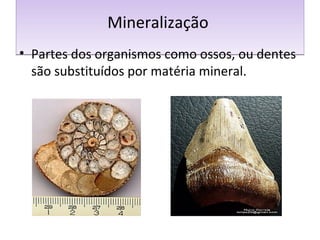 MMiinneerraalliizzaaççããoo 
• Partes dos organismos como ossos, ou dentes 
são substituídos por matéria mineral. 
 