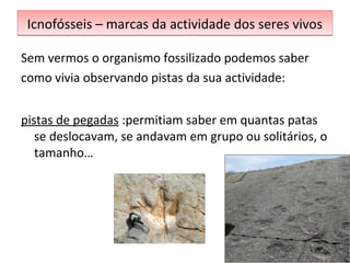 Icnofósseis – marcas ddaa aaccttiivviiddaaddee ddooss sseerreess vviivvooss 
Sem vermos o organismo fossilizado podemos saber 
como vivia observando pistas da sua actividade: 
pistas de pegadas :permitiam saber em quantas patas 
se deslocavam, se andavam em grupo ou solitários, o 
tamanho… 
 