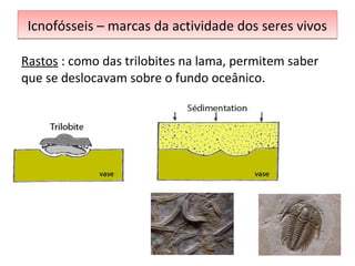Icnofósseis – marcas ddaa aaccttiivviiddaaddee ddooss sseerreess vviivvooss 
Rastos : como das trilobites na lama, permitem saber 
que se deslocavam sobre o fundo oceânico. 
 