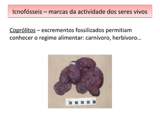 Icnofósseis – marcas ddaa aaccttiivviiddaaddee ddooss sseerreess vviivvooss 
Coprólitos – excrementos fossilizados permitiam 
conhecer o regime alimentar: carnívoro, herbívoro… 
 
