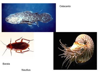 Celacanto 
Barata 
Nautilus 
 