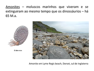 Amonites – moluscos marinhos que viveram e se 
extinguiram ao mesmo tempo que os dinossáurios – há 
65 M.a. 
Amonite em Lyme Regis beach, Dorset, sul de Inglaterra 
 