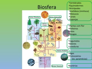 Biosfera Bactérias Algas Protozoários  (ex. paramécias) Cogumelos Bolores Leveduras Plantas com flor Pinheiros Fetos Musgos Vertebrados Equinodermes Artrópodes Anelídeos (minhoca) Moluscos Corais Esponjas 