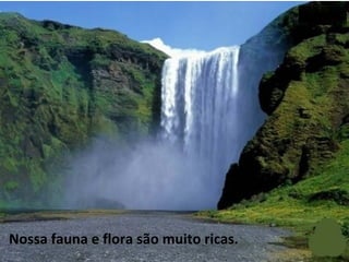 Nossa fauna e flora são muito ricas. 