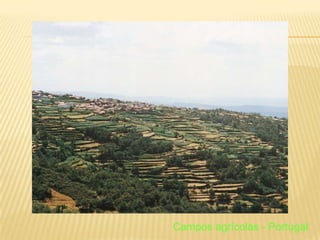 Campos agrícolas - Portugal
 