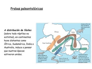 A distribución de fósiles
(sobre todo réptiles xa
extintos), en continentes
hoxe distantes como
África, Sudamérica, India o
Australia, induce a pensar
que nuotras épocas
estiveron unidos.
Probas paleontolóxicas
 