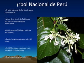 Árbol  Nacional de Perú • El Árbol Nacional de Perú es la quina o quinaquina. • Viene de la famila de Rubiáceas porque tiene propiedades medicinales. • Medicamento febrífugo, tónico y antiséptico. • Tienen hojas que paracen a las del laurel. • En 1859 estaban creciendo en la India y el Sureste Asiático. • Esta incluido en el escudo. 