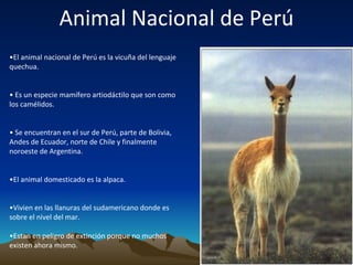 Animal Nacional de Perú • El animal nacional de Perú es la vicuña del lenguaje quechua. •  Es un especie mamífero artiodáctilo que son como los camélidos. •  Se encuentran en el sur de Perú, parte de Bolivia, Andes de Ecuador, norte de Chile y finalmente noroeste de Argentina. • El animal domesticado es la alpaca. • Vivien en las llanuras del sudamericano donde es sobre el nivel del mar. • Estan en peligro de extinción porque no muchos existen ahora mismo. 