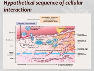 Hypothetical sequence of cellular
interaction:
 