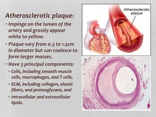 Atherosclerotic plaque:
• Impinge on the lumen of the
artery and grossly appear
white to yellow.
• Plaque vary from 0.3 to 1.5cm
in diameter but can coalesce to
form larger masses.
• Have 3 principal components:
• Cells, including smooth muscle
cells, macrophages, and T cells.
• ECM, including collagen, elastic
fibers, and proteoglycans, and
• Intracellular and extracellular
lipids.
 