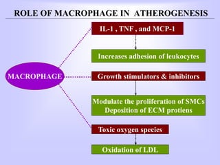 ROLE OF MACROPHAGE IN ATHEROGENESIS
MACROPHAGE
IL-1 , TNF , and MCP-1
Increases adhesion of leukocytes
Toxic oxygen species
Oxidation of LDL
Growth stimulators & inhibitors
Modulate the proliferation of SMCs
Deposition of ECM protiens
 