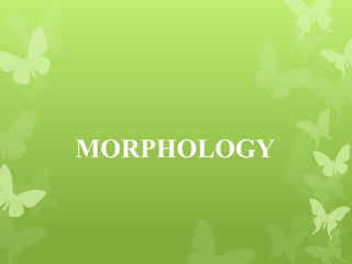 MORPHOLOGY
 
