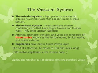 The Vascular System
 The arterial system - high-pressure system, so
arteries have thick walls that appear round in cross
section.
 The venous system - lower-pressure system,
containing veins that have larger lumens and thinner
walls. They often appear flattened.
 Arteries, arterioles, venules, and veins are composed of
three tunics known as the tunica intima, tunica media,
and tunica externa.
 Capillaries have only a tunica intima layer
(An adult's blood vs. be closer to 100,000 miles long)
(300 million capillaries in the human body. )
Capillary bed: network of 10–100 capillaries connecting arterioles to venules
 
