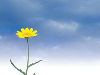 ATHEROSCLEROSIS/CAD-III SEMESTER-B.SC NURSING