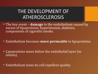 THE DEVELOPMENT OF
ATHEROSCLEROSIS
• The key event – damage to the endothelium caused by
excess of lipoproteins, hypertension, diabetes,
components of cigarette smoke.
• Endothelium becomes more permeable to lipoproteins.
• Lipoproteins move below the endothelial layer (to
intima).
• Endothelium loses its cell-repellent quality.
 