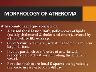 MORPHOLOGY OF ATHEROMA
Atheromatous plaque consists of:
• A raised focal lesion, soft , yellow core of lipids
(mainly cholesterol & cholesterol esters), covered by
a firm, white fibrous cap.
• 0.3-1.5 cms in diameter, sometimes combine to form
larger lesions.
• Involve partial circumference of arterial wall
(eccentric), patchy & variable along the length of
vessel.
• First the patches are focal & sparse then gradually
increase in size & become diffuse
 
