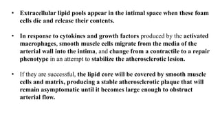 • Extracellular lipid pools appear in the intimal space when these foam
cells die and release their contents.
• In response to cytokines and growth factors produced by the activated
macrophages, smooth muscle cells migrate from the media of the
arterial wall into the intima, and change from a contractile to a repair
phenotype in an attempt to stabilize the atherosclerotic lesion.
• If they are successful, the lipid core will be covered by smooth muscle
cells and matrix, producing a stable atherosclerotic plaque that will
remain asymptomatic until it becomes large enough to obstruct
arterial flow.
 