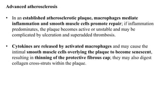 Advanced atherosclerosis
• In an established atherosclerotic plaque, macrophages mediate
inflammation and smooth muscle cells promote repair; if inflammation
predominates, the plaque becomes active or unstable and may be
complicated by ulceration and superadded thrombosis.
• Cytokines are released by activated macrophages and may cause the
intimal smooth muscle cells overlying the plaque to become senescent,
resulting in thinning of the protective fibrous cap; they may also digest
collagen cross-struts within the plaque.
 