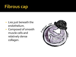  Lies just beneath the
endothelium.
 Composed of smooth
muscle cells and
relatively dense
collagen.
 