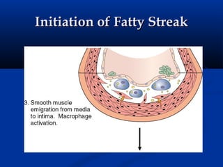 Initiation of Fatty Streak
 