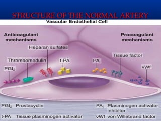 STRUCTURE OF THE NORMAL ARTERY
 