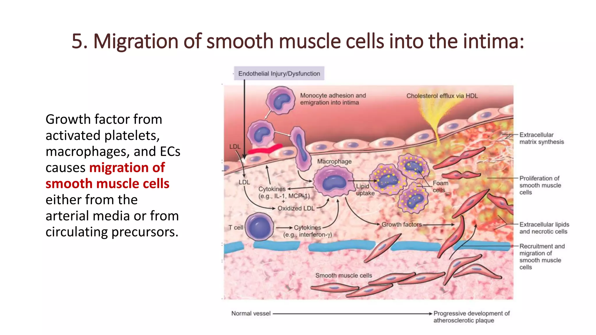 Atherosclerosis and arteriosclerosis .pdf