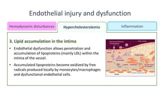 Endothelial injury and dysfunction
Inflammation
Hemodynamic disturbances
3. Lipid accumulation in the intima
• Endothelial dysfunction allows penetration and
accumulation of lipoproteins (mainly LDL) within the
intima of the vessel.
• Accumulated lipoproteins become oxidized by free
radicals produced locally by monocytes/macrophages
and dysfunctional endothelial cells.
Hemodynamic disturbances Hypercholesterolemia
 