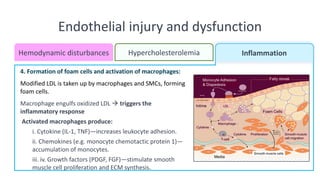 Endothelial injury and dysfunction
Hemodynamic disturbances
•Chronic hyperlipidemia impairs EC function and increases the production of ROS.
•Lipoproteins accumulate in the intima and may become oxidized by free radicals.
•Modified LDL is taken up by macrophages and SMCs, forming foam cells.
•Fatty streaks, early lesions containing lipid-filled macrophages, are formed as a result
of chronic ingestion of modified lipids.
•The modified lipoproteins are toxic to ECs, SMCs, and macrophages, and their binding
and uptake also stimulate the release of growth factors, cytokines, and chemokines
that create an inflammatory cycle.
•Atheromatous plaques contain mainly cholesterol and cholesterol esters.
Hemodynamic disturbances Hypercholesterolemia Inflammation
4. Formation of foam cells and activation of macrophages:
Modified LDL is taken up by macrophages and SMCs, forming
foam cells.
Macrophage engulfs oxidized LDL → triggers the
inflammatory response
Activated macrophages produce:
i. Cytokine (IL-1, TNF)—increases leukocyte adhesion.
ii. Chemokines (e.g. monocyte chemotactic protein 1)—
accumulation of monocytes.
iii. iv. Growth factors (PDGF, FGF)—stimulate smooth
muscle cell proliferation and ECM synthesis.
 