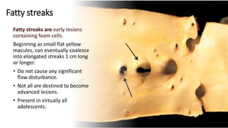 Fatty streaks
Fatty streaks are early lesions
containing foam cells.
Beginning as small flat yellow
macules, can eventually coalesce
into elongated streaks 1 cm long
or longer.
• Do not cause any significant
flow disturbance.
• Not all are destined to become
advanced lesions.
• Present in virtually all
adolescents.
 