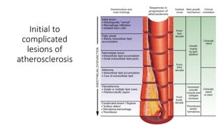 Initial to
complicated
lesions of
atherosclerosis
 