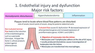 1. Endothelial injury and dysfunction
Major risk factors:
Hypercholesterolemia Inflammation
Plaques tend to locate where blood flow patterns are disturbed:
ostia of vessels, branch points of vessels, along the posterior abdominal aorta
Non-turbulent laminar
flow leads to the induction
of the endothelial genes
such as superoxide
dismutase, Krüppel-like
factor-2, whose products
protect against
atherosclerosis
Turbulent flow causes EC dysfunction → decreased expression of
atheroprotective genes and increased expression of
proinflammatory genes: VCAM-1 and ICAM-1.
Hemodynamic disturbances
2. Migration of monocytes into the intima:
• Monocytes and T lymphocytes adhere at the site of EC injury.
• Locally produced chemokines causes transmigration of
leukocytes into the intima.
• Monocytes are transformed into macrophages.
 