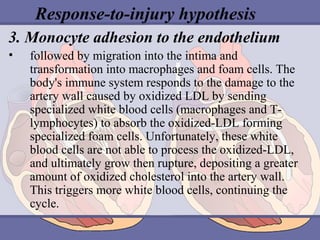 Response-to-injury hypothesis
3. Monocyte adhesion to the endothelium
•

followed by migration into the intima and
transformation into macrophages and foam cells. The
body's immune system responds to the damage to the
artery wall caused by oxidized LDL by sending
specialized white blood cells (macrophages and Tlymphocytes) to absorb the oxidized-LDL forming
specialized foam cells. Unfortunately, these white
blood cells are not able to process the oxidized-LDL,
and ultimately grow then rupture, depositing a greater
amount of oxidized cholesterol into the artery wall.
This triggers more white blood cells, continuing the
cycle.

 