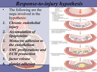 Response-to-injury hypothesis
•
1.
2.
3.
4.
5.
6.

The following are the
steps involved in the
hypothesis:
Chronic endothelial
injury
Accumulation of
lipoproteins
Monocyte adhesion to
the endothelium
SMC proliferations and
ECM production
factor release
platelet adhesion

 