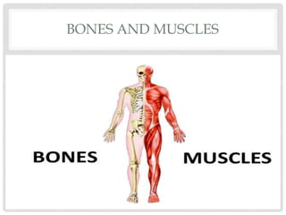 BONES AND MUSCLES
 
