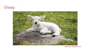 Sheep
Jude Joseph, PGT English, KVS
 