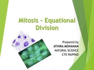 Mitosis - Equational
Division
Prepared by
ATHIRA MOHANAN
NATURAL SCIENCE
CTE PAIPPAD
 