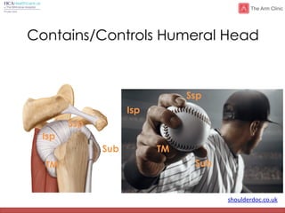 shoulderdoc.co.uk
Contains/Controls Humeral Head
Sub
Ssp
Isp
TM
Sub
Ssp
Isp
TM
 