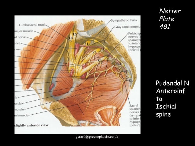 Male Pelvic Floor Dysfunction in Elite Sport