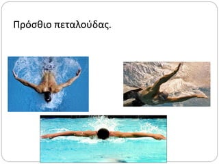 Πρόσθιο πεταλούδας.
 