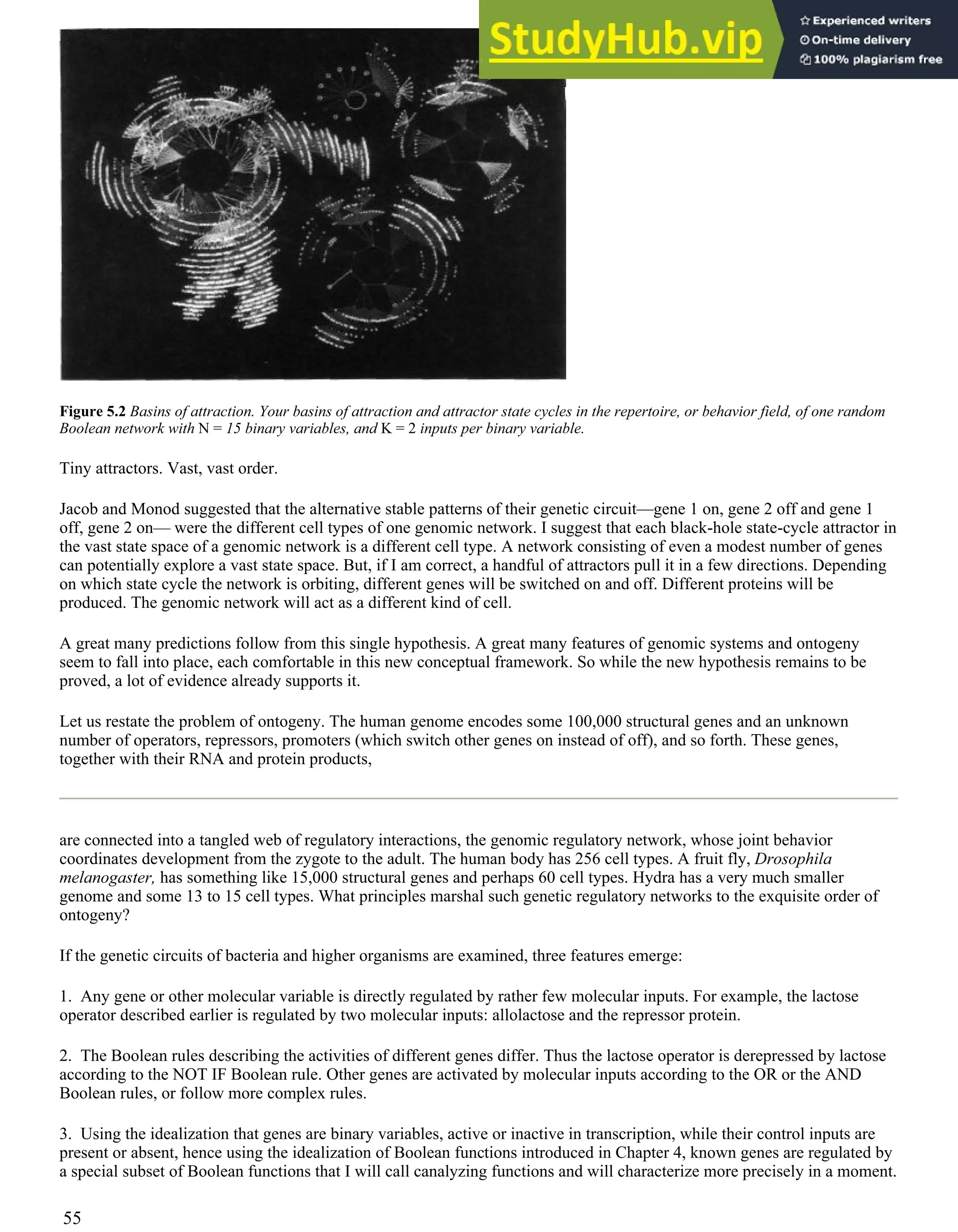 Figure 5.2 Basins of attraction. Your basins of attraction and attractor state cycles in the repertoire, or behavior field, of one random
Boolean network with N = 15 binary variables, and K = 2 inputs per binary variable.
Tiny attractors. Vast, vast order.
Jacob and Monod suggested that the alternative stable patterns of their genetic circuit—gene 1 on, gene 2 off and gene 1
off, gene 2 on— were the different cell types of one genomic network. I suggest that each black-hole state-cycle attractor in
the vast state space of a genomic network is a different cell type. A network consisting of even a modest number of genes
can potentially explore a vast state space. But, if I am correct, a handful of attractors pull it in a few directions. Depending
on which state cycle the network is orbiting, different genes will be switched on and off. Different proteins will be
produced. The genomic network will act as a different kind of cell.
A great many predictions follow from this single hypothesis. A great many features of genomic systems and ontogeny
seem to fall into place, each comfortable in this new conceptual framework. So while the new hypothesis remains to be
proved, a lot of evidence already supports it.
Let us restate the problem of ontogeny. The human genome encodes some 100,000 structural genes and an unknown
number of operators, repressors, promoters (which switch other genes on instead of off), and so forth. These genes,
together with their RNA and protein products,
are connected into a tangled web of regulatory interactions, the genomic regulatory network, whose joint behavior
coordinates development from the zygote to the adult. The human body has 256 cell types. A fruit fly, Drosophila
melanogaster, has something like 15,000 structural genes and perhaps 60 cell types. Hydra has a very much smaller
genome and some 13 to 15 cell types. What principles marshal such genetic regulatory networks to the exquisite order of
ontogeny?
If the genetic circuits of bacteria and higher organisms are examined, three features emerge:
1. Any gene or other molecular variable is directly regulated by rather few molecular inputs. For example, the lactose
operator described earlier is regulated by two molecular inputs: allolactose and the repressor protein.
2. The Boolean rules describing the activities of different genes differ. Thus the lactose operator is derepressed by lactose
according to the NOT IF Boolean rule. Other genes are activated by molecular inputs according to the OR or the AND
Boolean rules, or follow more complex rules.
3. Using the idealization that genes are binary variables, active or inactive in transcription, while their control inputs are
present or absent, hence using the idealization of Boolean functions introduced in Chapter 4, known genes are regulated by
a special subset of Boolean functions that I will call canalyzing functions and will characterize more precisely in a moment.
55
 
