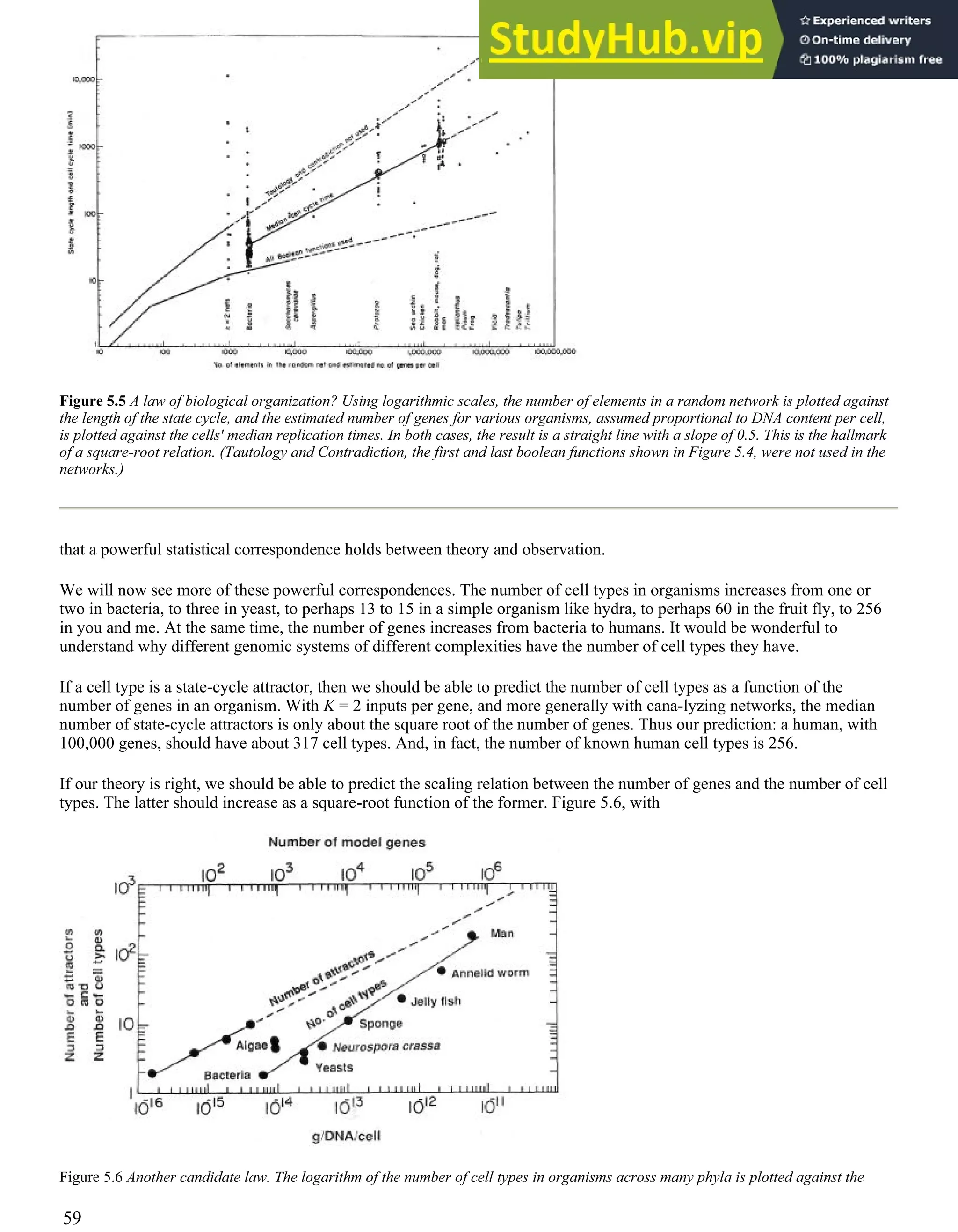 Figure 5.5 A law of biological organization? Using logarithmic scales, the number of elements in a random network is plotted against
the length of the state cycle, and the estimated number of genes for various organisms, assumed proportional to DNA content per cell,
is plotted against the cells' median replication times. In both cases, the result is a straight line with a slope of 0.5. This is the hallmark
of a square-root relation. (Tautology and Contradiction, the first and last boolean functions shown in Figure 5.4, were not used in the
networks.)
that a powerful statistical correspondence holds between theory and observation.
We will now see more of these powerful correspondences. The number of cell types in organisms increases from one or
two in bacteria, to three in yeast, to perhaps 13 to 15 in a simple organism like hydra, to perhaps 60 in the fruit fly, to 256
in you and me. At the same time, the number of genes increases from bacteria to humans. It would be wonderful to
understand why different genomic systems of different complexities have the number of cell types they have.
If a cell type is a state-cycle attractor, then we should be able to predict the number of cell types as a function of the
number of genes in an organism. With K = 2 inputs per gene, and more generally with cana-lyzing networks, the median
number of state-cycle attractors is only about the square root of the number of genes. Thus our prediction: a human, with
100,000 genes, should have about 317 cell types. And, in fact, the number of known human cell types is 256.
If our theory is right, we should be able to predict the scaling relation between the number of genes and the number of cell
types. The latter should increase as a square-root function of the former. Figure 5.6, with
Figure 5.6 Another candidate law. The logarithm of the number of cell types in organisms across many phyla is plotted against the
59
 
