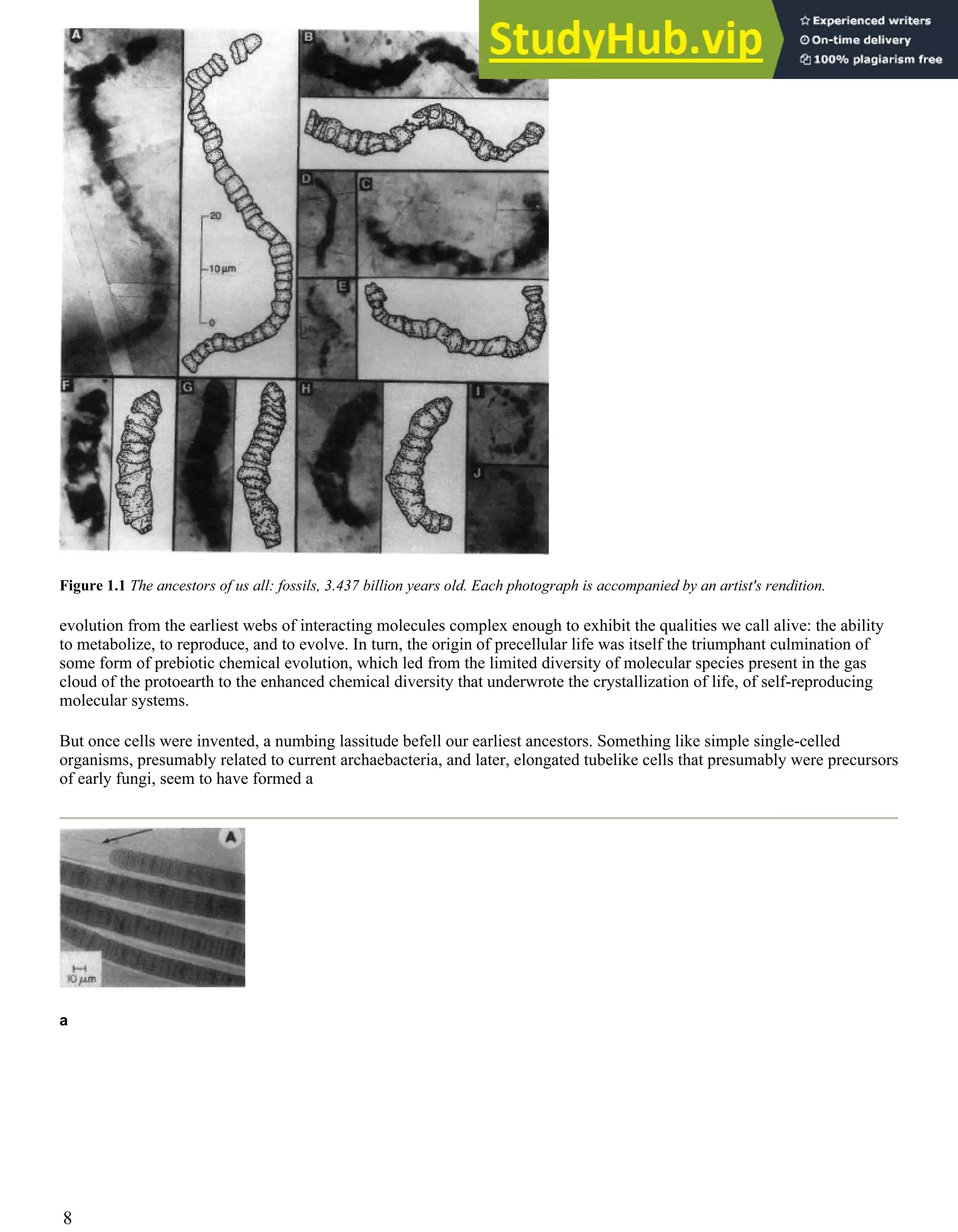 Figure 1.1 The ancestors of us all: fossils, 3.437 billion years old. Each photograph is accompanied by an artist's rendition.
evolution from the earliest webs of interacting molecules complex enough to exhibit the qualities we call alive: the ability
to metabolize, to reproduce, and to evolve. In turn, the origin of precellular life was itself the triumphant culmination of
some form of prebiotic chemical evolution, which led from the limited diversity of molecular species present in the gas
cloud of the protoearth to the enhanced chemical diversity that underwrote the crystallization of life, of self-reproducing
molecular systems.
But once cells were invented, a numbing lassitude befell our earliest ancestors. Something like simple single-celled
organisms, presumably related to current archaebacteria, and later, elongated tubelike cells that presumably were precursors
of early fungi, seem to have formed a
a
8
 
