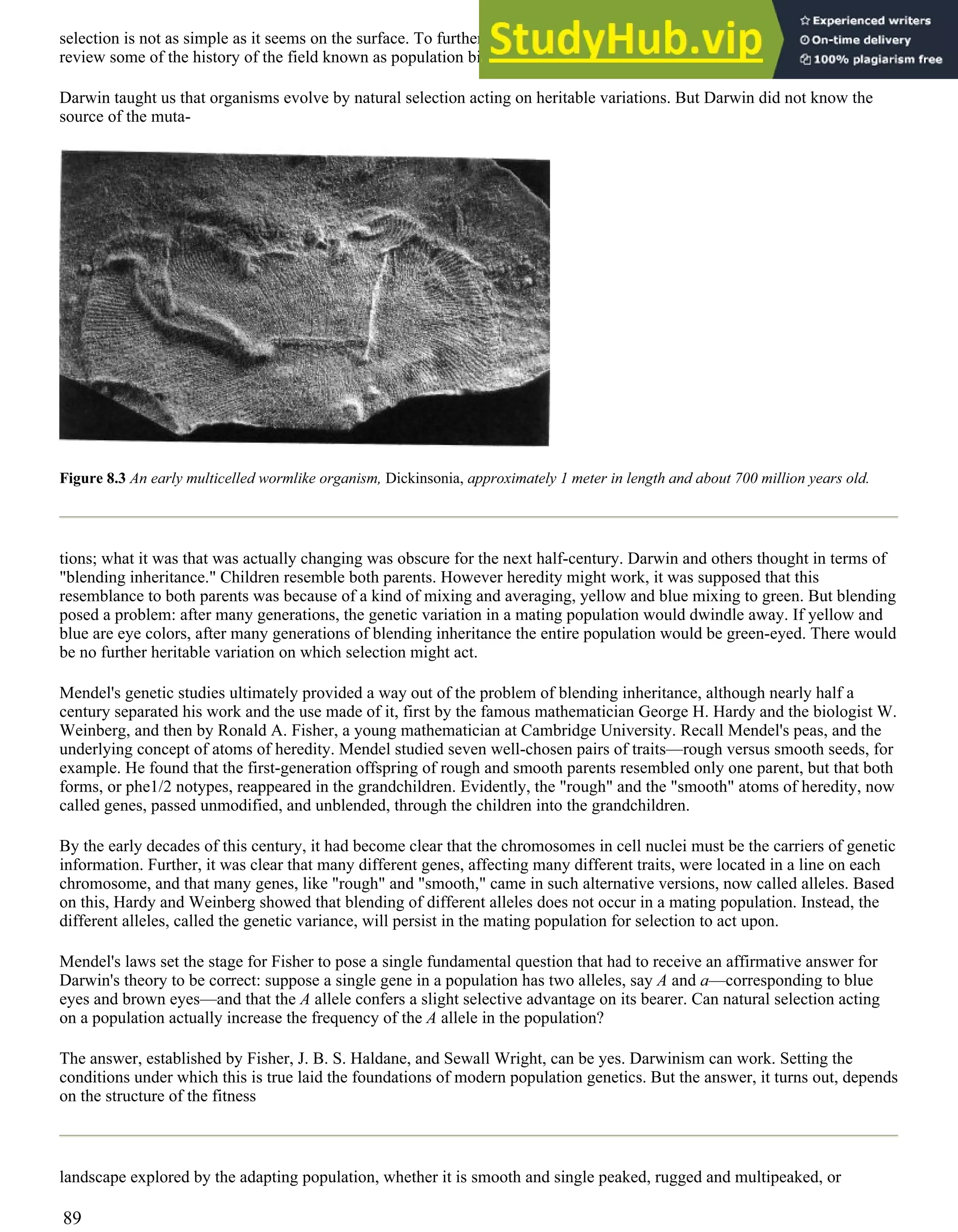 selection is not as simple as it seems on the surface. To further appreciate the issues and their implications, it helps to
review some of the history of the field known as population biology.
Darwin taught us that organisms evolve by natural selection acting on heritable variations. But Darwin did not know the
source of the muta-
Figure 8.3 An early multicelled wormlike organism, Dickinsonia, approximately 1 meter in length and about 700 million years old.
tions; what it was that was actually changing was obscure for the next half-century. Darwin and others thought in terms of
"blending inheritance." Children resemble both parents. However heredity might work, it was supposed that this
resemblance to both parents was because of a kind of mixing and averaging, yellow and blue mixing to green. But blending
posed a problem: after many generations, the genetic variation in a mating population would dwindle away. If yellow and
blue are eye colors, after many generations of blending inheritance the entire population would be green-eyed. There would
be no further heritable variation on which selection might act.
Mendel's genetic studies ultimately provided a way out of the problem of blending inheritance, although nearly half a
century separated his work and the use made of it, first by the famous mathematician George H. Hardy and the biologist W.
Weinberg, and then by Ronald A. Fisher, a young mathematician at Cambridge University. Recall Mendel's peas, and the
underlying concept of atoms of heredity. Mendel studied seven well-chosen pairs of traits—rough versus smooth seeds, for
example. He found that the first-generation offspring of rough and smooth parents resembled only one parent, but that both
forms, or phe1/2 notypes, reappeared in the grandchildren. Evidently, the "rough" and the "smooth" atoms of heredity, now
called genes, passed unmodified, and unblended, through the children into the grandchildren.
By the early decades of this century, it had become clear that the chromosomes in cell nuclei must be the carriers of genetic
information. Further, it was clear that many different genes, affecting many different traits, were located in a line on each
chromosome, and that many genes, like "rough" and "smooth," came in such alternative versions, now called alleles. Based
on this, Hardy and Weinberg showed that blending of different alleles does not occur in a mating population. Instead, the
different alleles, called the genetic variance, will persist in the mating population for selection to act upon.
Mendel's laws set the stage for Fisher to pose a single fundamental question that had to receive an affirmative answer for
Darwin's theory to be correct: suppose a single gene in a population has two alleles, say A and a—corresponding to blue
eyes and brown eyes—and that the A allele confers a slight selective advantage on its bearer. Can natural selection acting
on a population actually increase the frequency of the A allele in the population?
The answer, established by Fisher, J. B. S. Haldane, and Sewall Wright, can be yes. Darwinism can work. Setting the
conditions under which this is true laid the foundations of modern population genetics. But the answer, it turns out, depends
on the structure of the fitness
landscape explored by the adapting population, whether it is smooth and single peaked, rugged and multipeaked, or
89
 