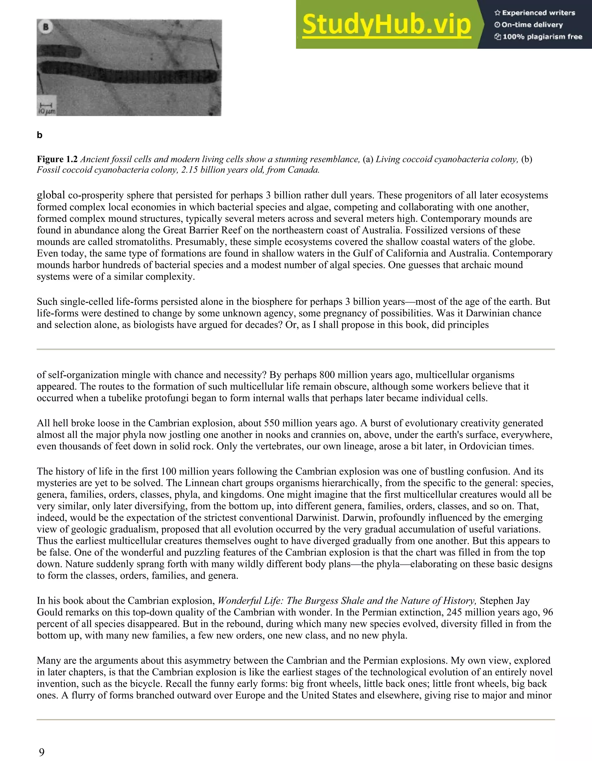 b
Figure 1.2 Ancient fossil cells and modern living cells show a stunning resemblance, (a) Living coccoid cyanobacteria colony, (b)
Fossil coccoid cyanobacteria colony, 2.15 billion years old, from Canada.
global co-prosperity sphere that persisted for perhaps 3 billion rather dull years. These progenitors of all later ecosystems
formed complex local economies in which bacterial species and algae, competing and collaborating with one another,
formed complex mound structures, typically several meters across and several meters high. Contemporary mounds are
found in abundance along the Great Barrier Reef on the northeastern coast of Australia. Fossilized versions of these
mounds are called stromatoliths. Presumably, these simple ecosystems covered the shallow coastal waters of the globe.
Even today, the same type of formations are found in shallow waters in the Gulf of California and Australia. Contemporary
mounds harbor hundreds of bacterial species and a modest number of algal species. One guesses that archaic mound
systems were of a similar complexity.
Such single-celled life-forms persisted alone in the biosphere for perhaps 3 billion years—most of the age of the earth. But
life-forms were destined to change by some unknown agency, some pregnancy of possibilities. Was it Darwinian chance
and selection alone, as biologists have argued for decades? Or, as I shall propose in this book, did principles
of self-organization mingle with chance and necessity? By perhaps 800 million years ago, multicellular organisms
appeared. The routes to the formation of such multicellular life remain obscure, although some workers believe that it
occurred when a tubelike protofungi began to form internal walls that perhaps later became individual cells.
All hell broke loose in the Cambrian explosion, about 550 million years ago. A burst of evolutionary creativity generated
almost all the major phyla now jostling one another in nooks and crannies on, above, under the earth's surface, everywhere,
even thousands of feet down in solid rock. Only the vertebrates, our own lineage, arose a bit later, in Ordovician times.
The history of life in the first 100 million years following the Cambrian explosion was one of bustling confusion. And its
mysteries are yet to be solved. The Linnean chart groups organisms hierarchically, from the specific to the general: species,
genera, families, orders, classes, phyla, and kingdoms. One might imagine that the first multicellular creatures would all be
very similar, only later diversifying, from the bottom up, into different genera, families, orders, classes, and so on. That,
indeed, would be the expectation of the strictest conventional Darwinist. Darwin, profoundly influenced by the emerging
view of geologic gradualism, proposed that all evolution occurred by the very gradual accumulation of useful variations.
Thus the earliest multicellular creatures themselves ought to have diverged gradually from one another. But this appears to
be false. One of the wonderful and puzzling features of the Cambrian explosion is that the chart was filled in from the top
down. Nature suddenly sprang forth with many wildly different body plans—the phyla—elaborating on these basic designs
to form the classes, orders, families, and genera.
In his book about the Cambrian explosion, Wonderful Life: The Burgess Shale and the Nature of History, Stephen Jay
Gould remarks on this top-down quality of the Cambrian with wonder. In the Permian extinction, 245 million years ago, 96
percent of all species disappeared. But in the rebound, during which many new species evolved, diversity filled in from the
bottom up, with many new families, a few new orders, one new class, and no new phyla.
Many are the arguments about this asymmetry between the Cambrian and the Permian explosions. My own view, explored
in later chapters, is that the Cambrian explosion is like the earliest stages of the technological evolution of an entirely novel
invention, such as the bicycle. Recall the funny early forms: big front wheels, little back ones; little front wheels, big back
ones. A flurry of forms branched outward over Europe and the United States and elsewhere, giving rise to major and minor
9
 